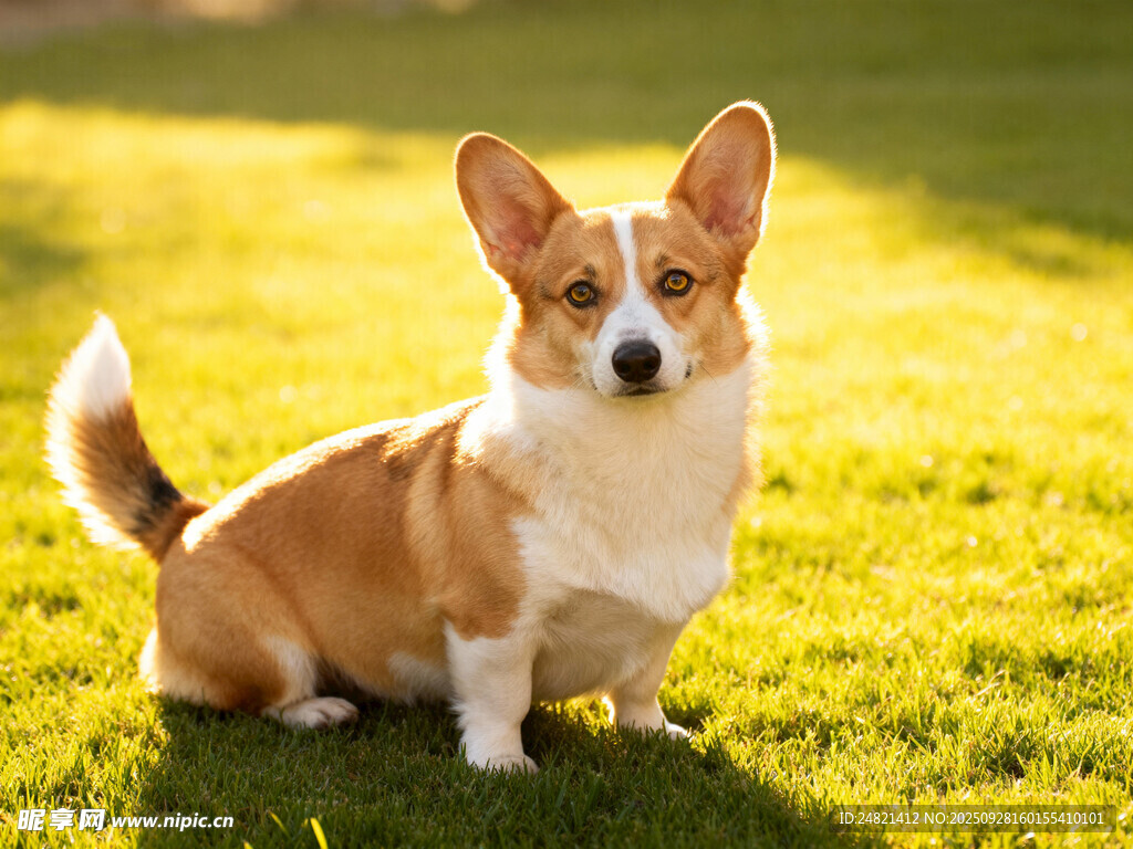 阳光下的可爱柯基犬