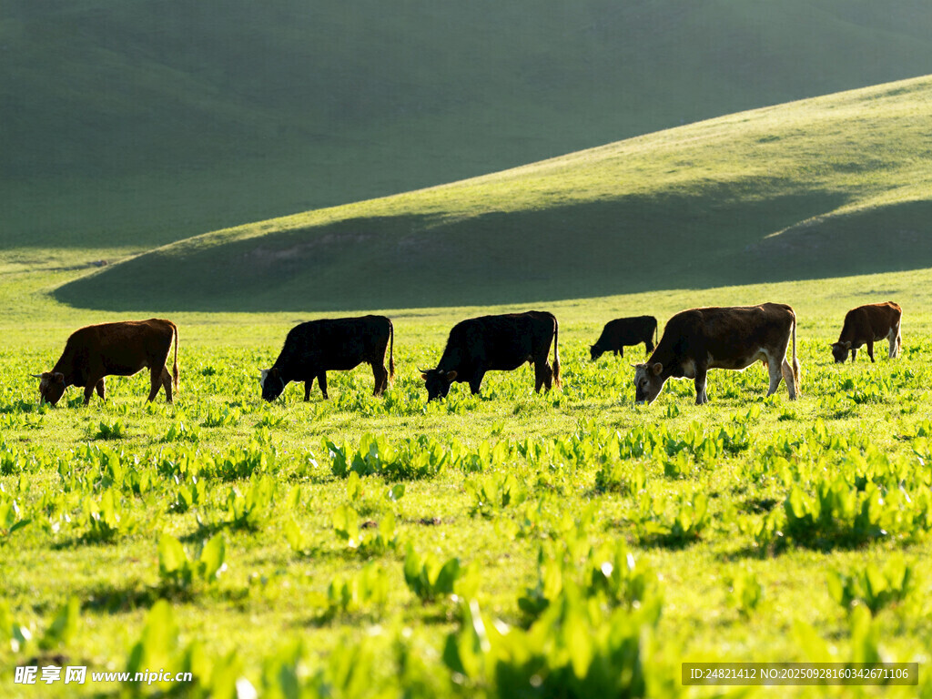 草原上的牛群悠然吃草