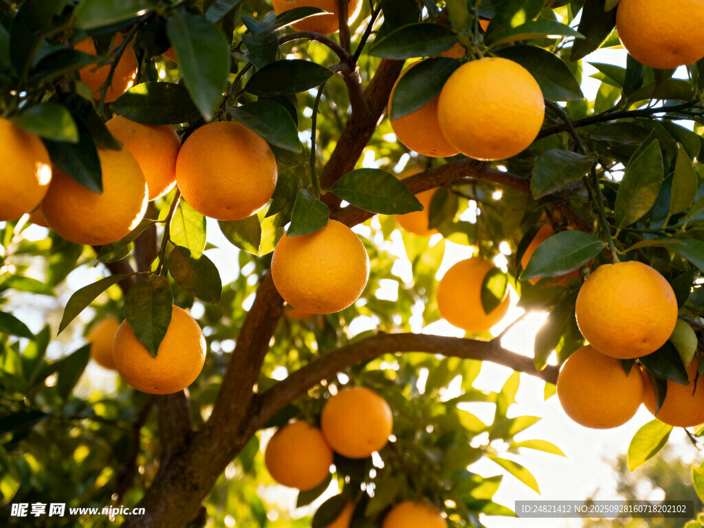 挂满橙子的繁茂果树