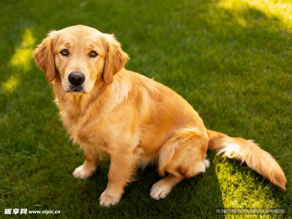 阳光下的金毛犬