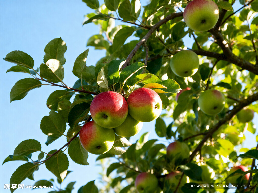枝头红苹果