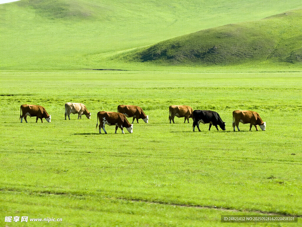 草原上的牛群悠然漫步