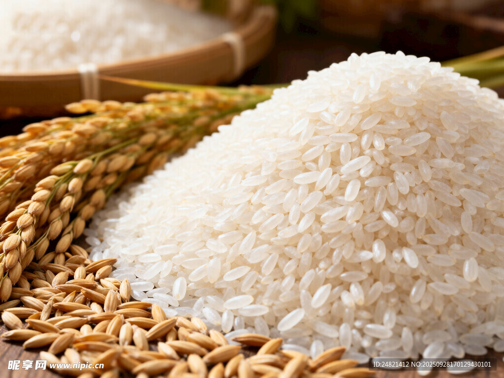 新鲜大米与金黄稻穗特写