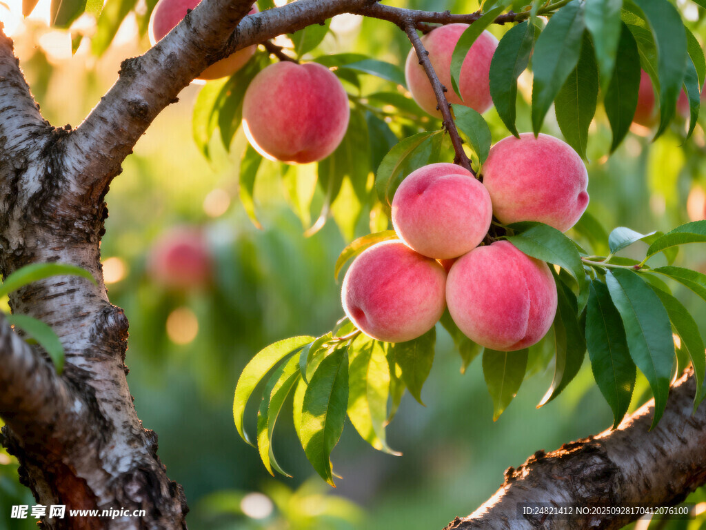 枝头粉嫩鲜桃挂满绿叶间