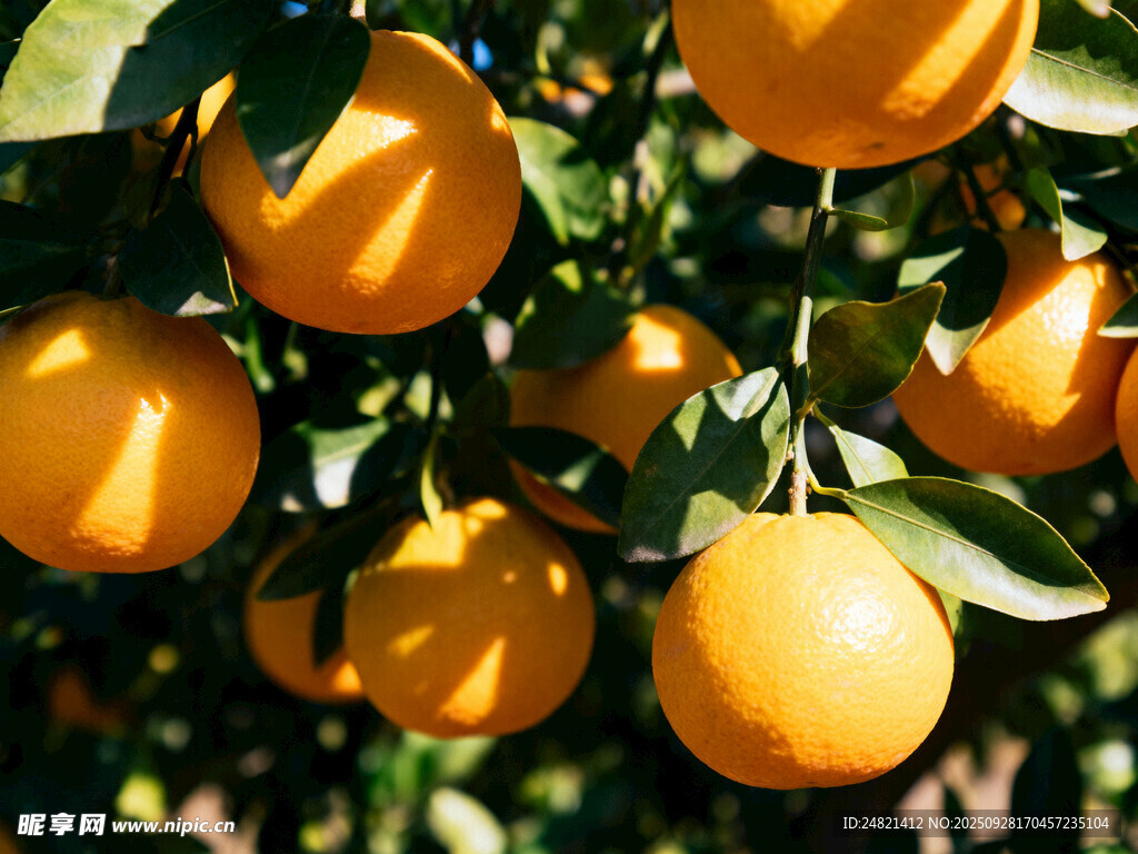 枝头饱满的金黄橙子