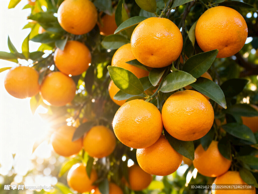 挂满枝头的饱满橙色果实