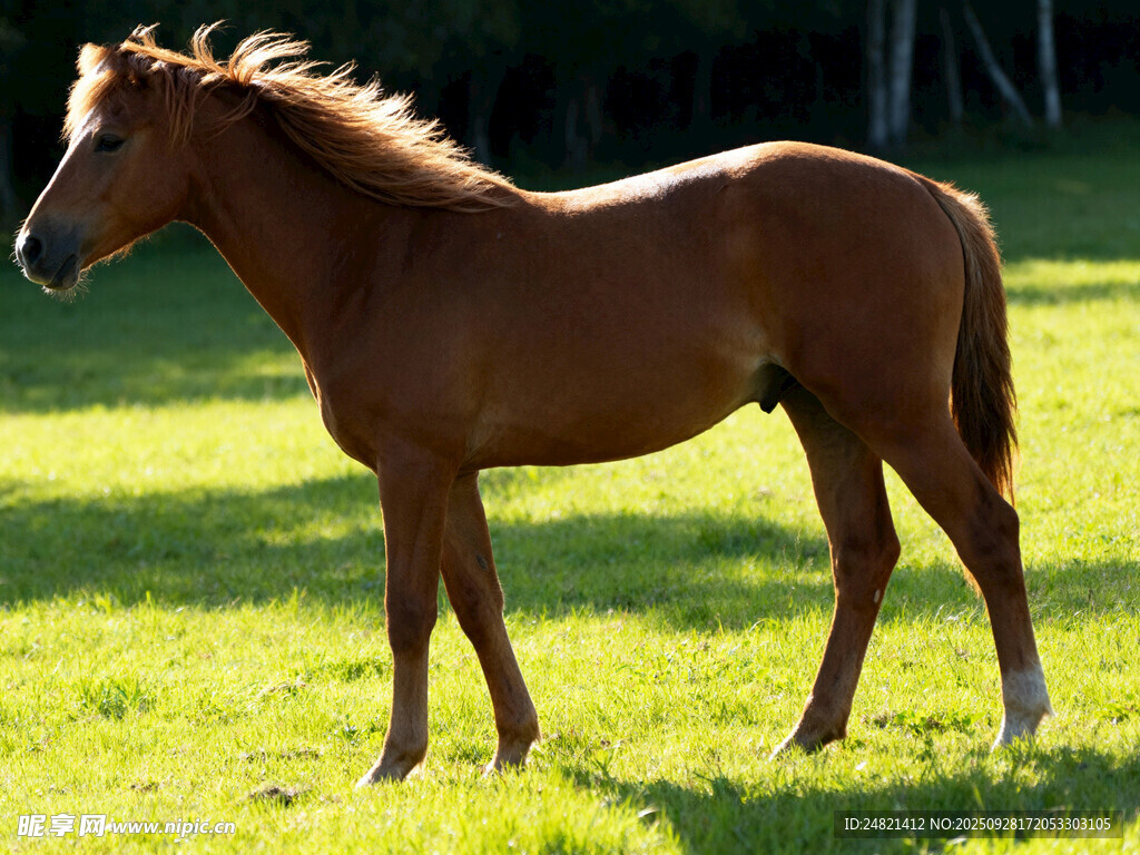 阳光下的棕色骏马
