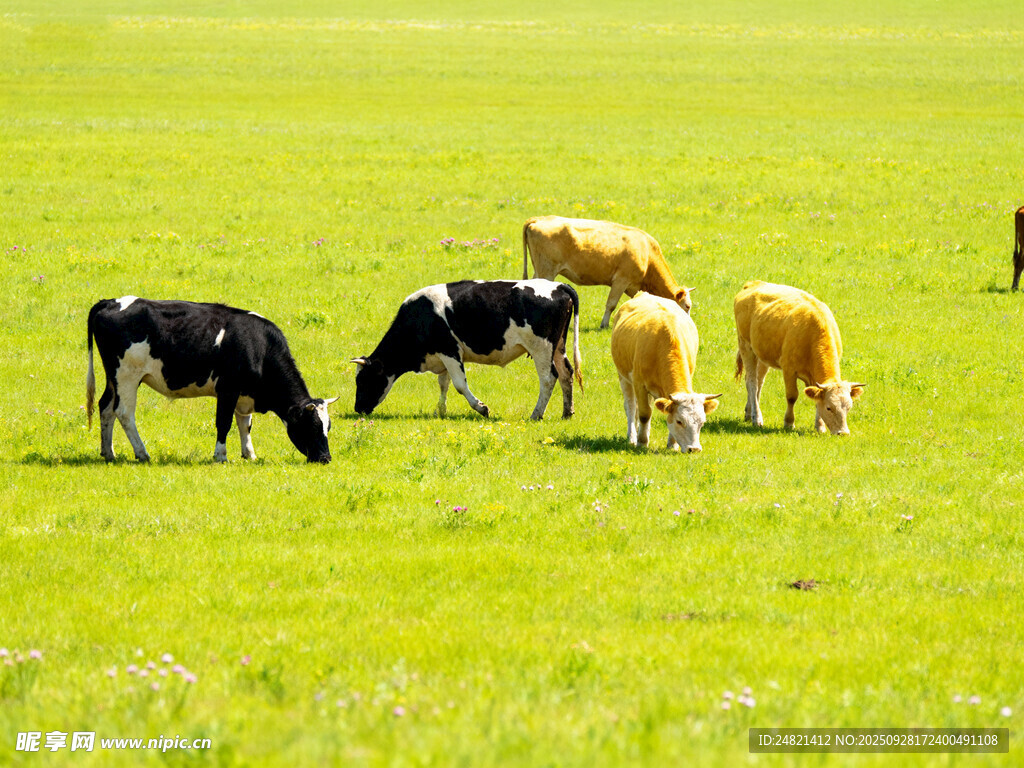 草原上的牛群悠然吃草
