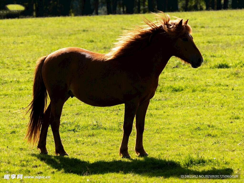 草原上的骏马