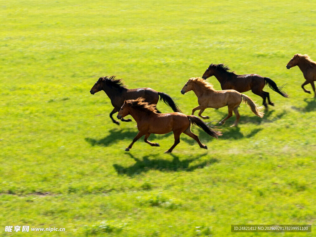 草原骏马奔腾