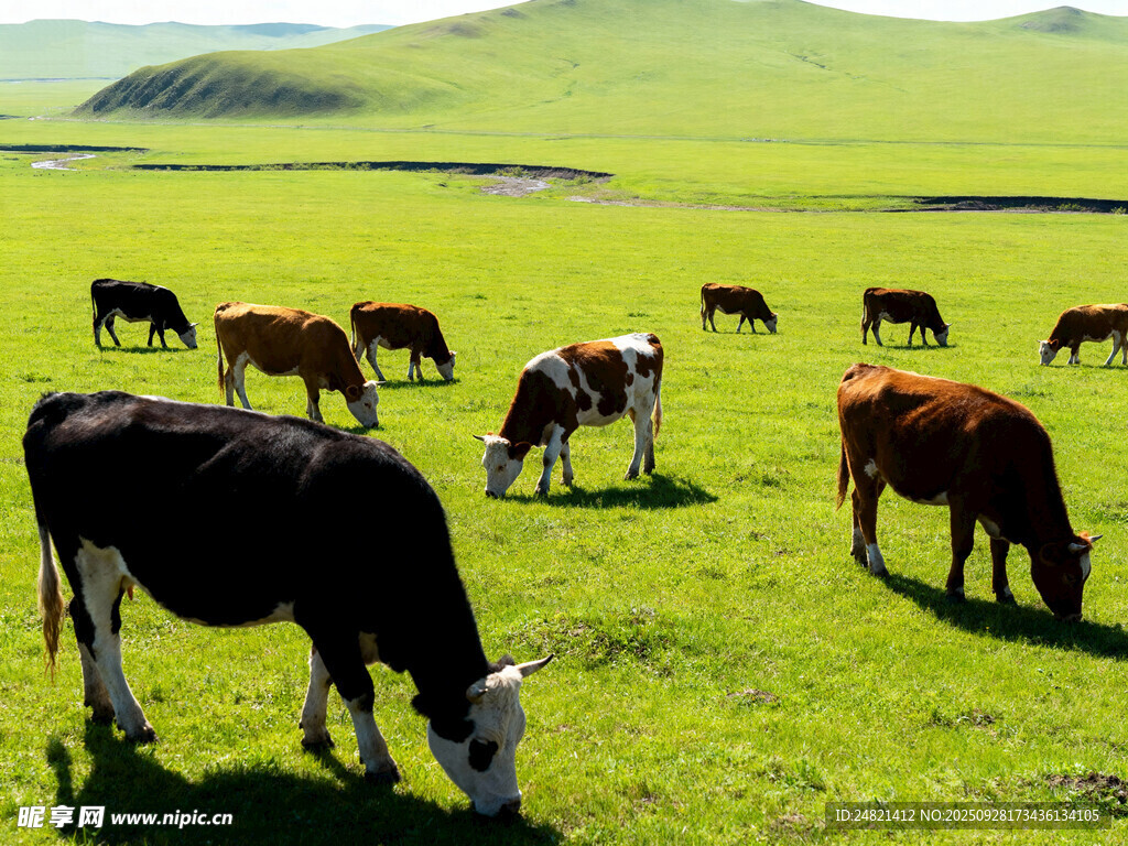 草原上悠闲吃草的牛群