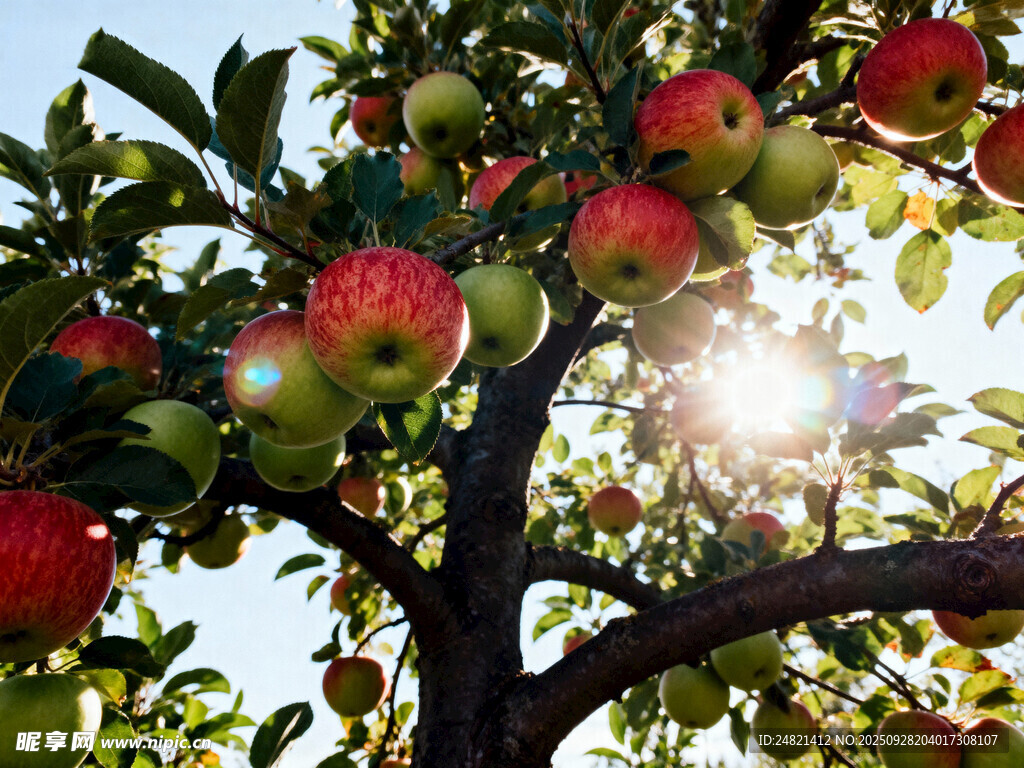 阳光照耀下的苹果树硕果