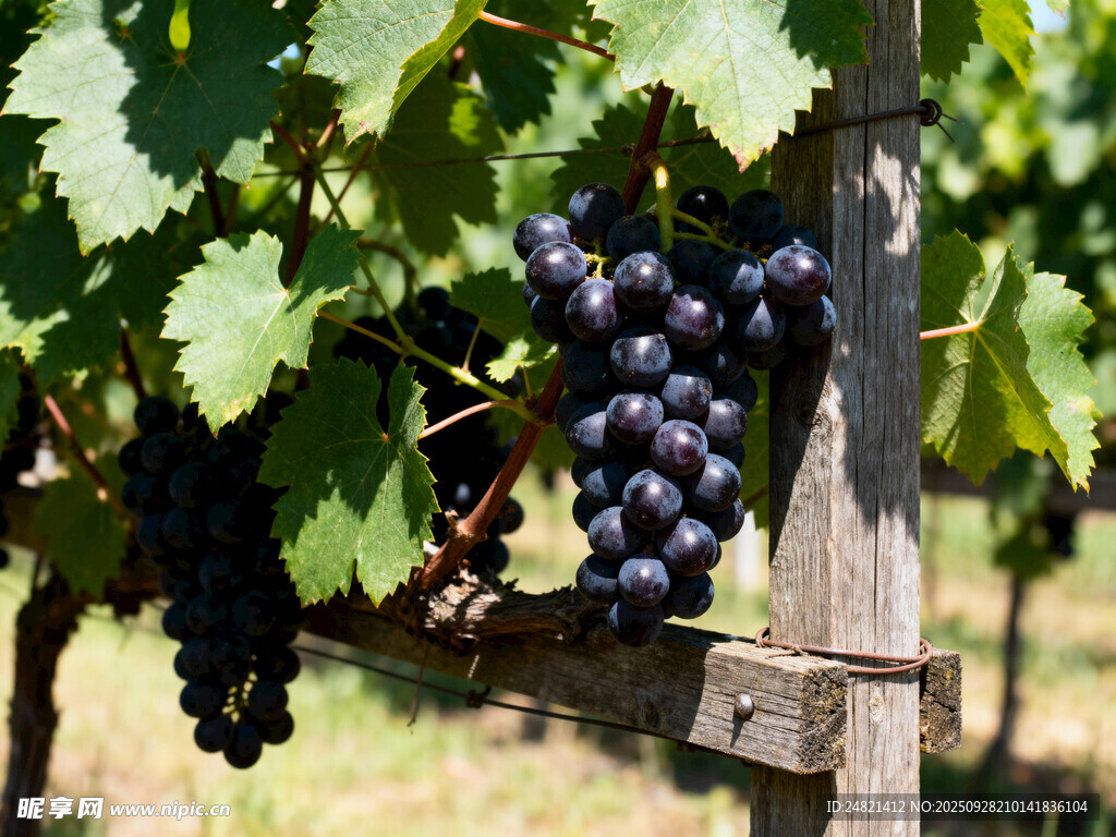 葡萄藤上的紫葡萄