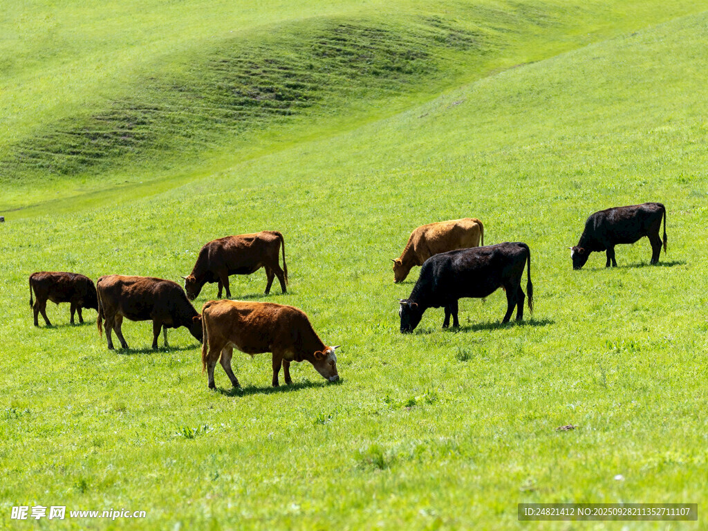 草原上的牛群悠然吃草