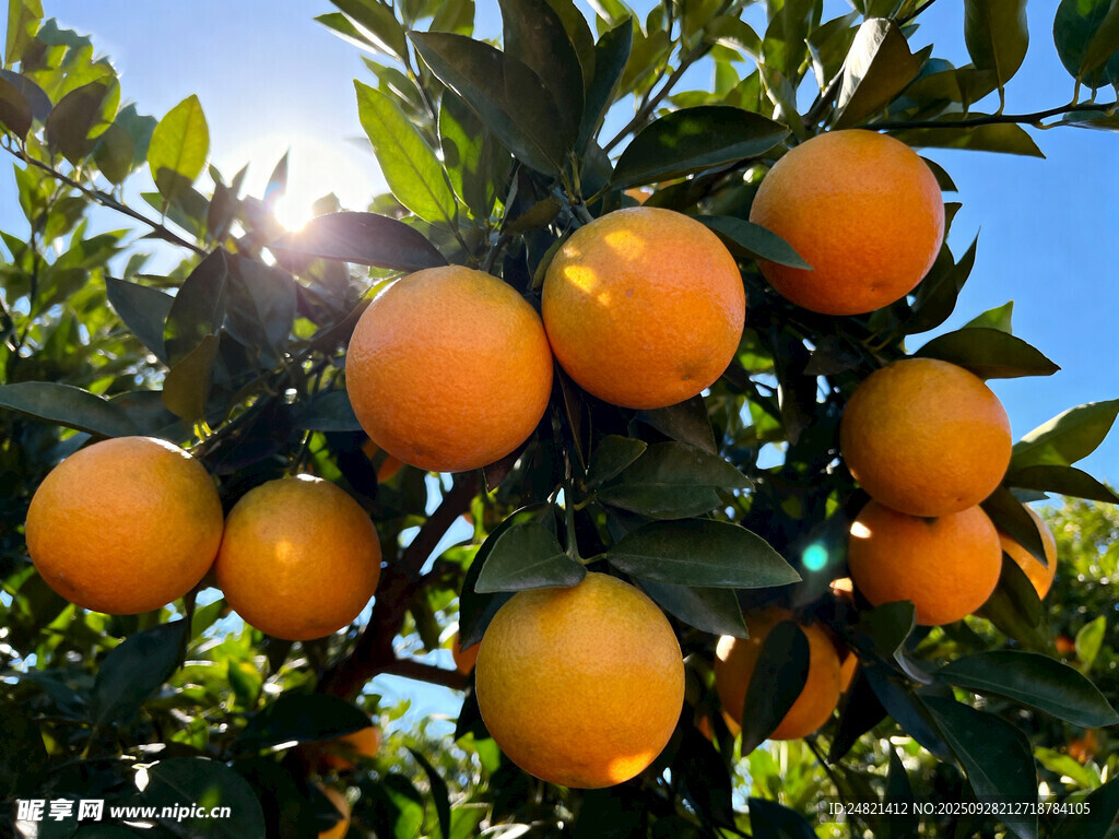 枝头挂满饱满的橙子