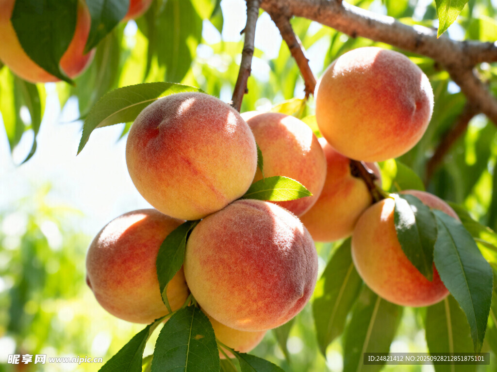 枝头饱满诱人的鲜桃