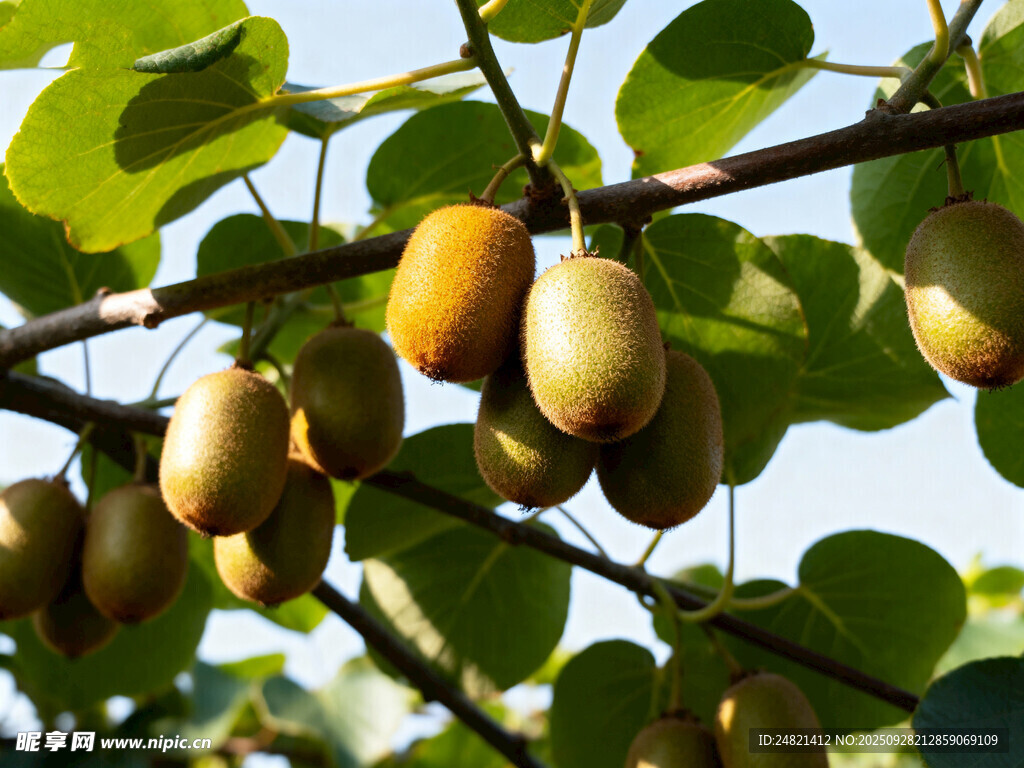 枝头饱满的猕猴桃果实