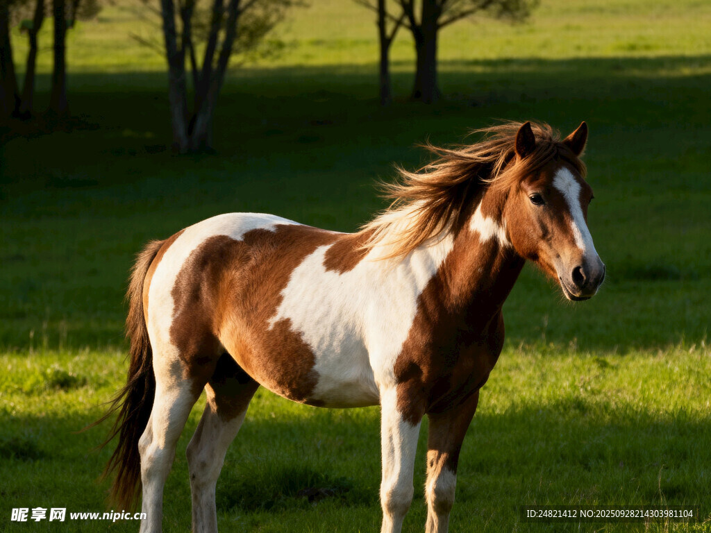 草原上的棕白相间骏马