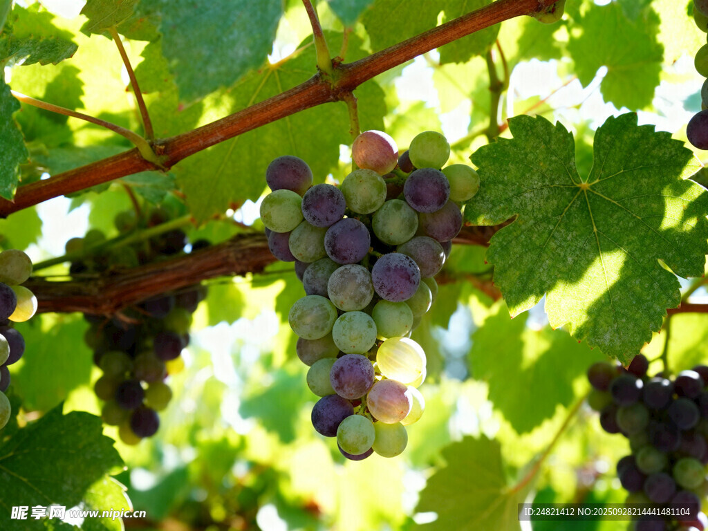 葡萄藤上的紫葡萄