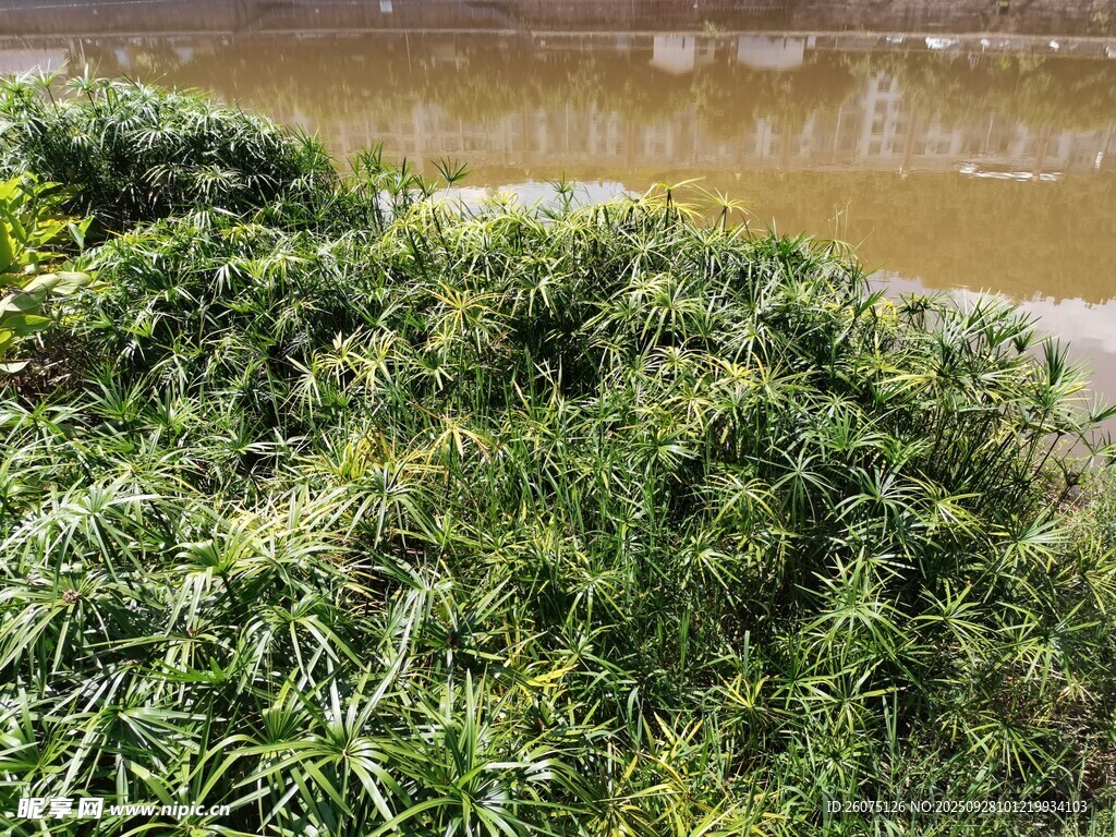 河边繁茂绿植景观