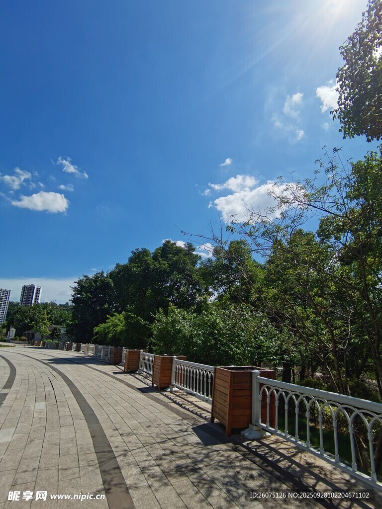 阳光照耀下的林荫步道