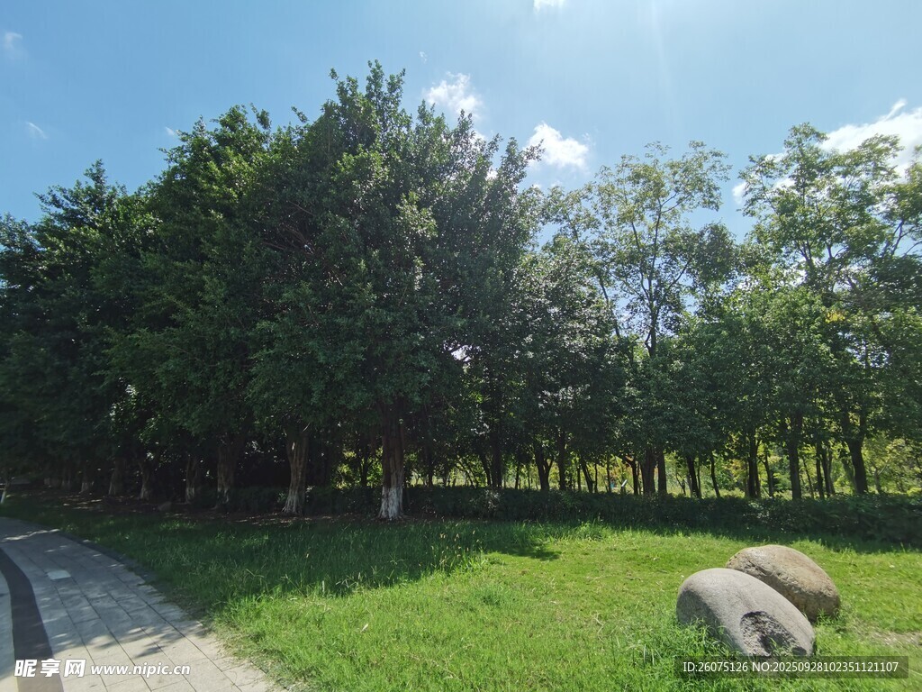 阳光照耀下的绿意草地