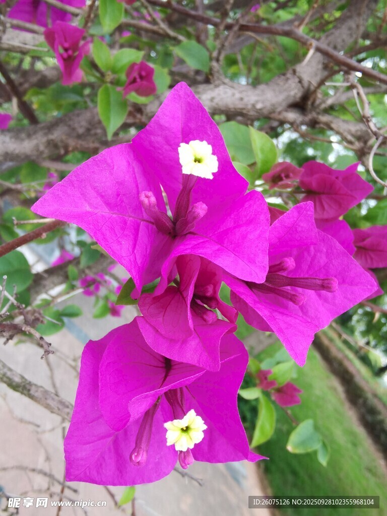 艳丽三角梅绽放