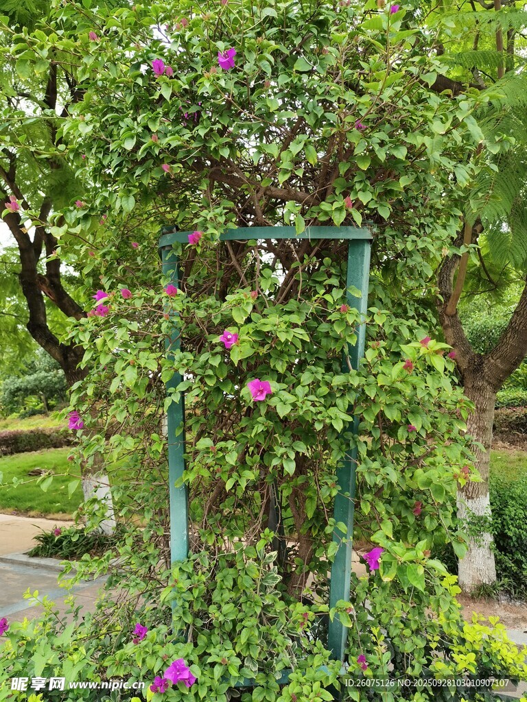 花园中繁茂的紫色藤蔓花架