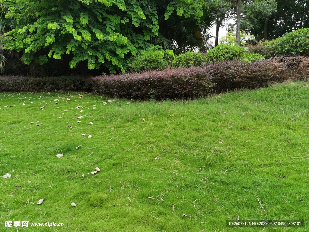 绿意盎然的草坪与灌木景观