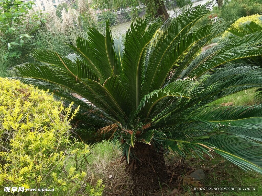 庭院中的苏铁植物