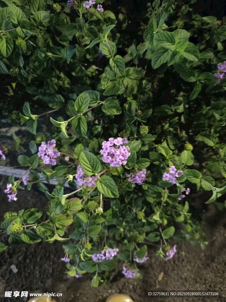 绿叶丛中的紫色小花