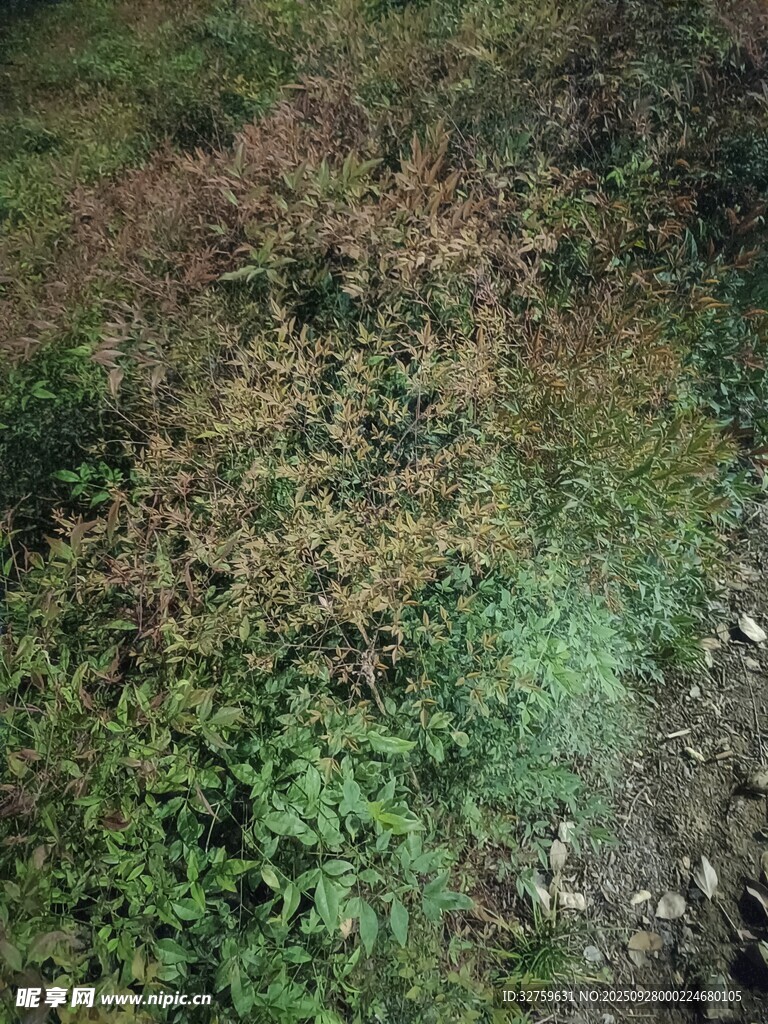 秋日野外多彩植物景观