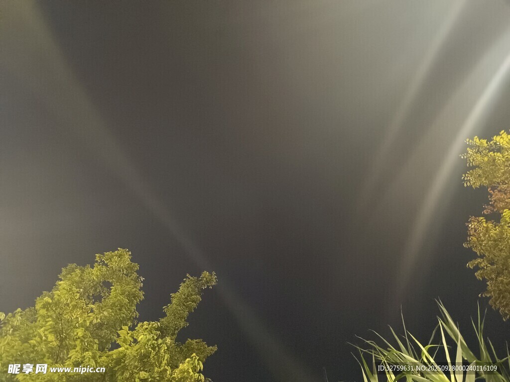 阳光穿透枝叶洒下的美景