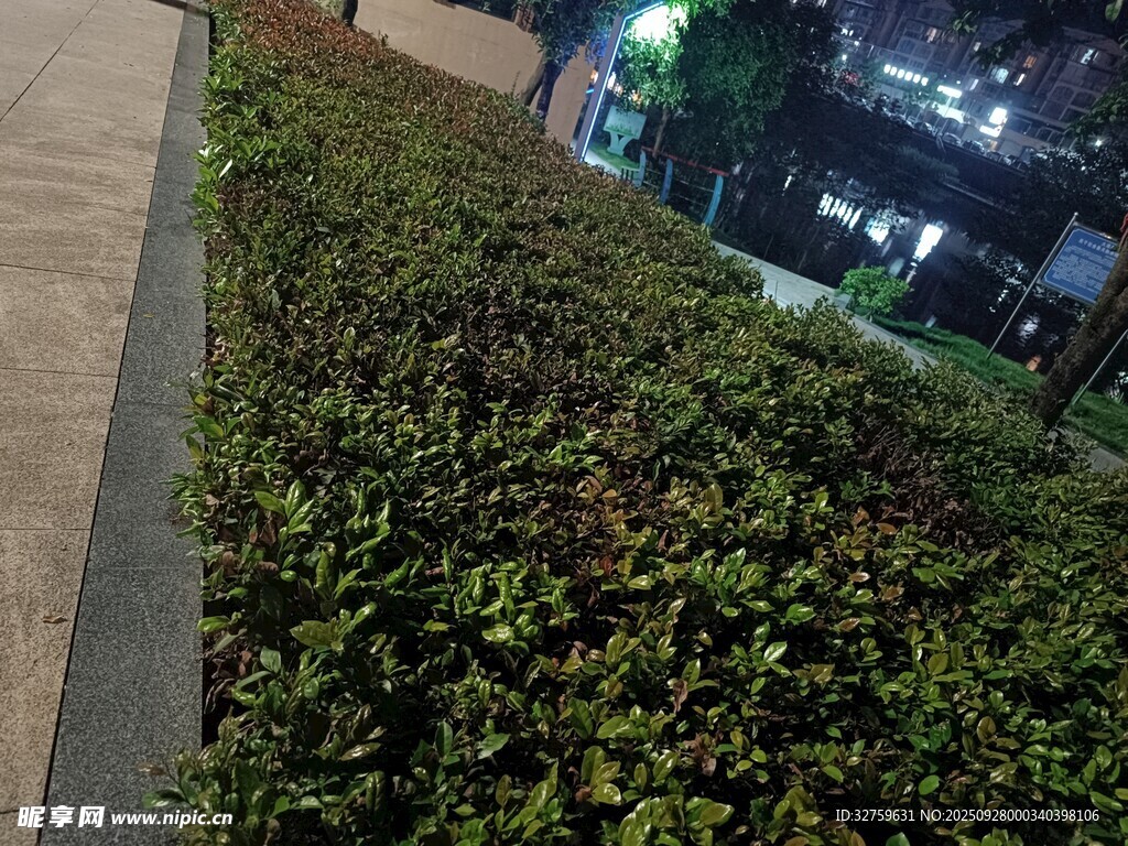 城市路边的绿植景观