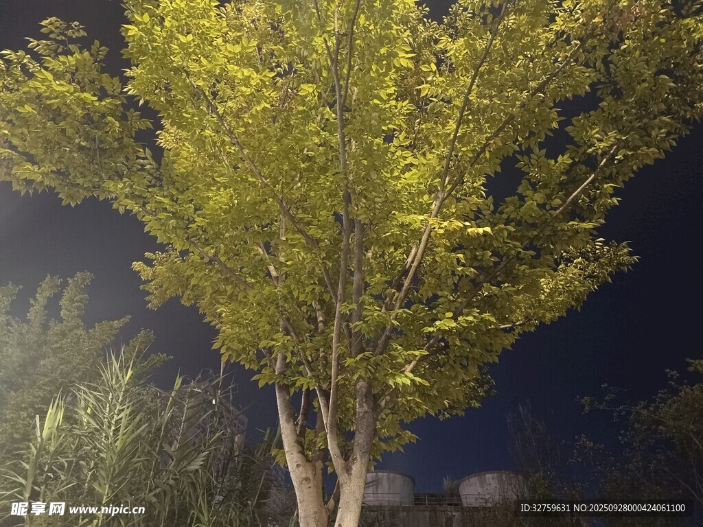 夜晚中的葱郁树木