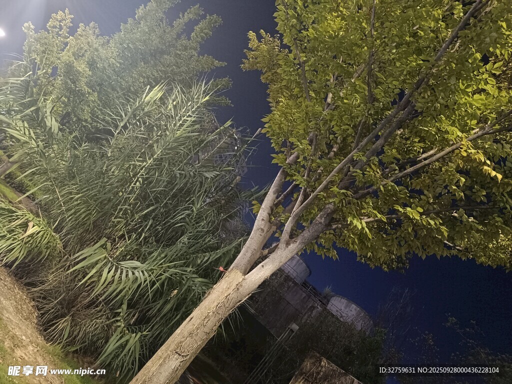 月夜下的挺拔树木