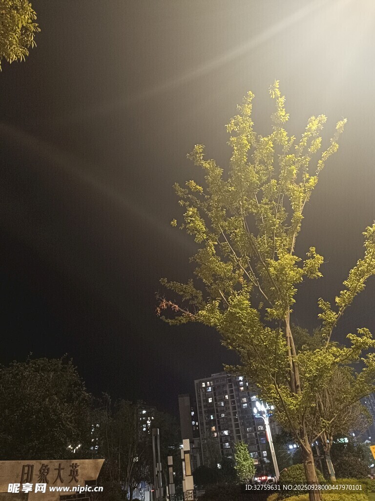 夜晚街边明亮路灯下的树