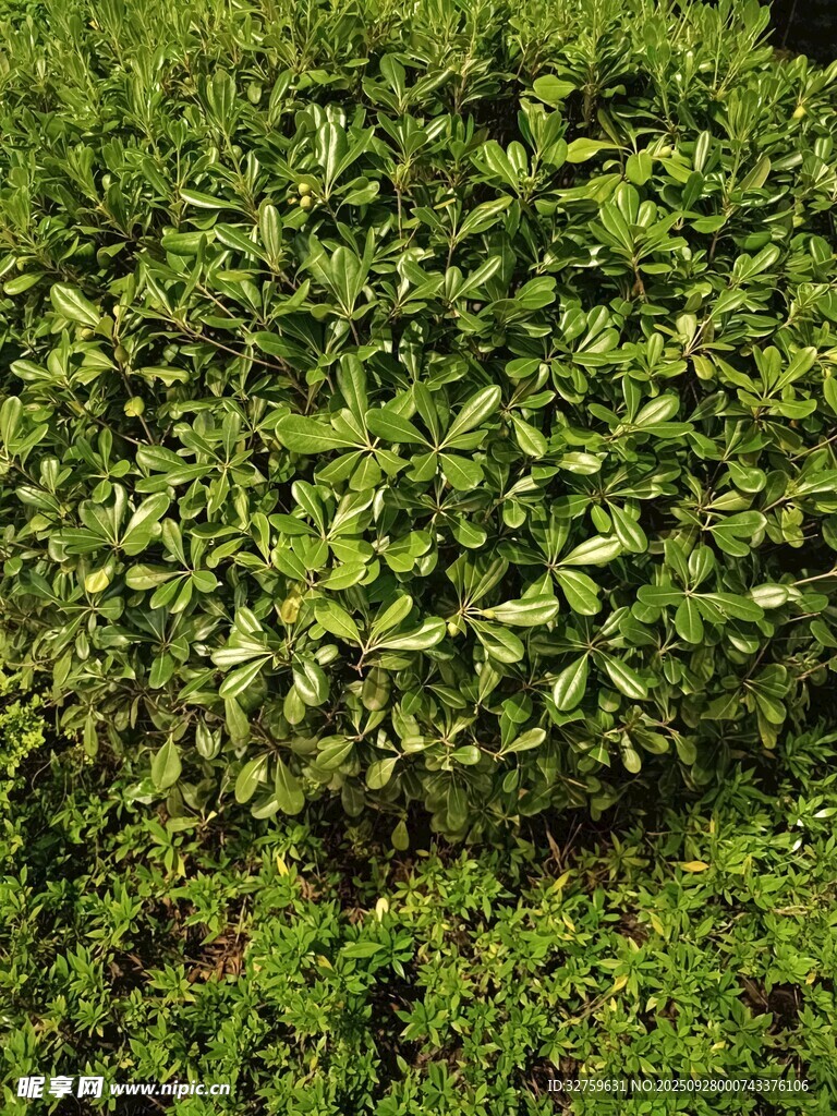 翠绿繁茂的植物群落