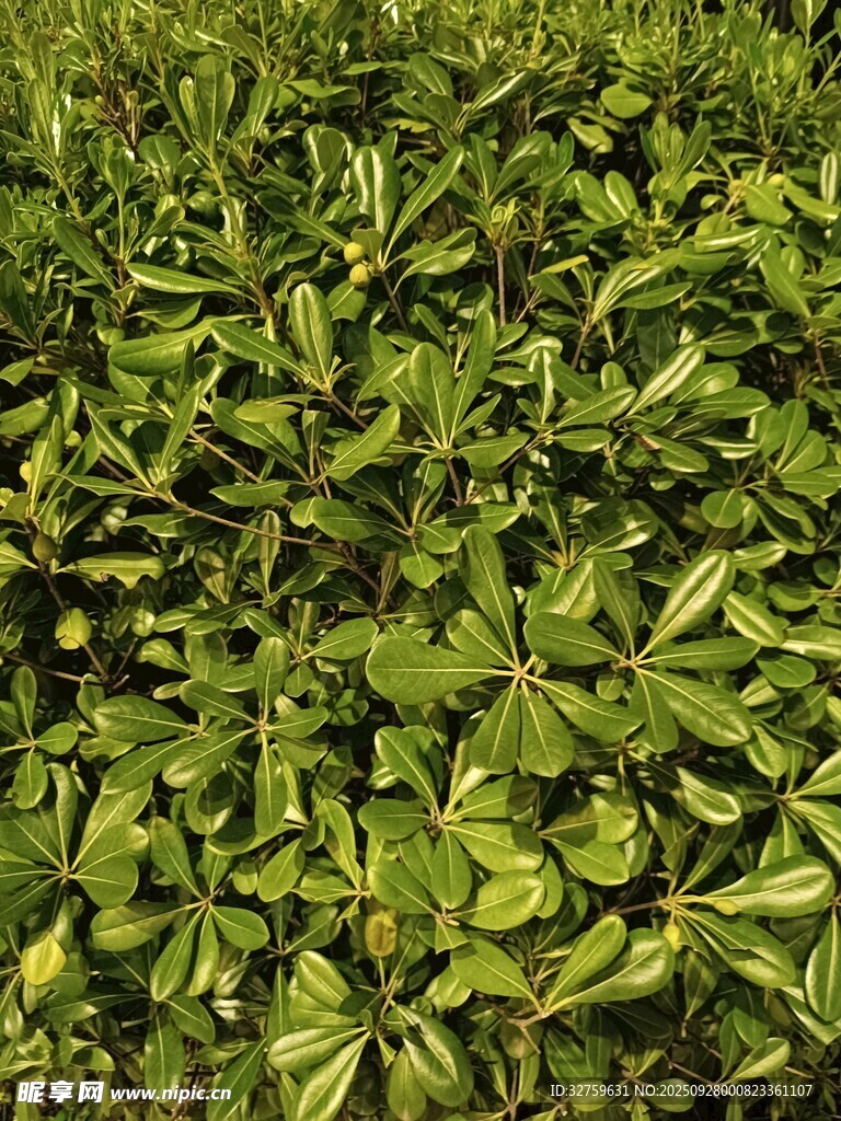 翠绿茂盛的三叶植物