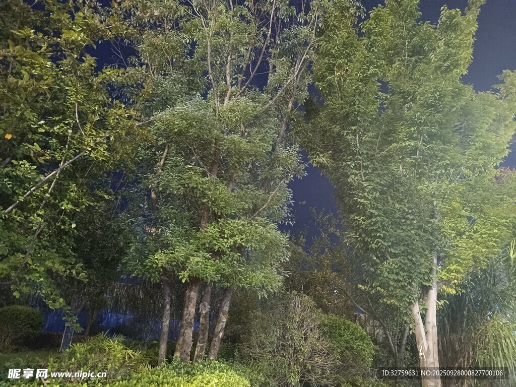 夜晚茂密树林景象