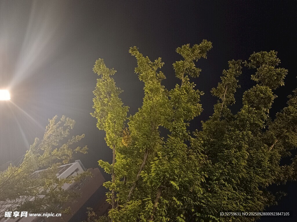 月夜下的葱郁树梢