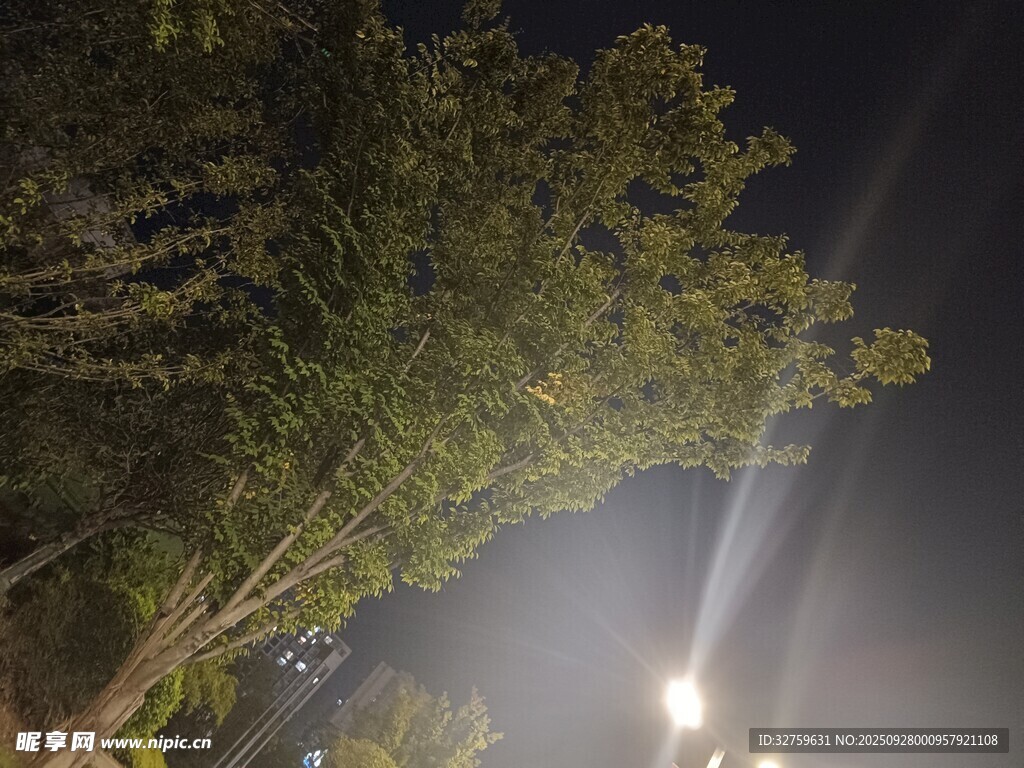 夜晚树下的明亮灯光