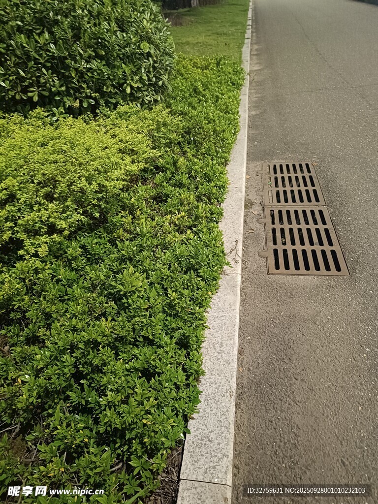 路边绿植与排水口