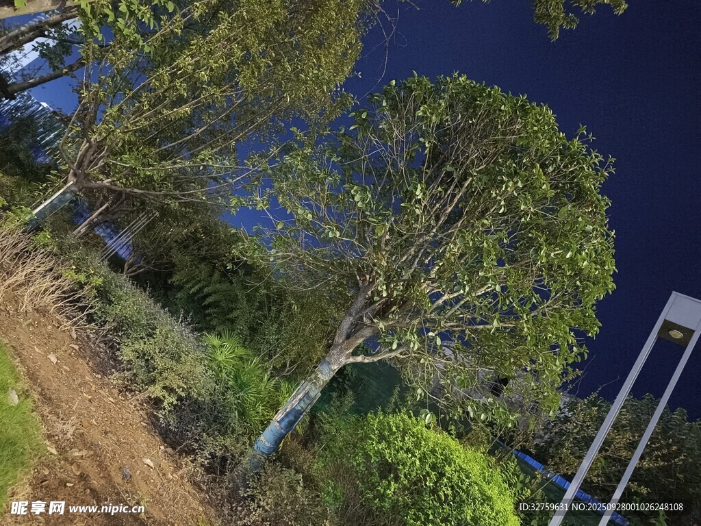 夜晚树林中的静谧景致