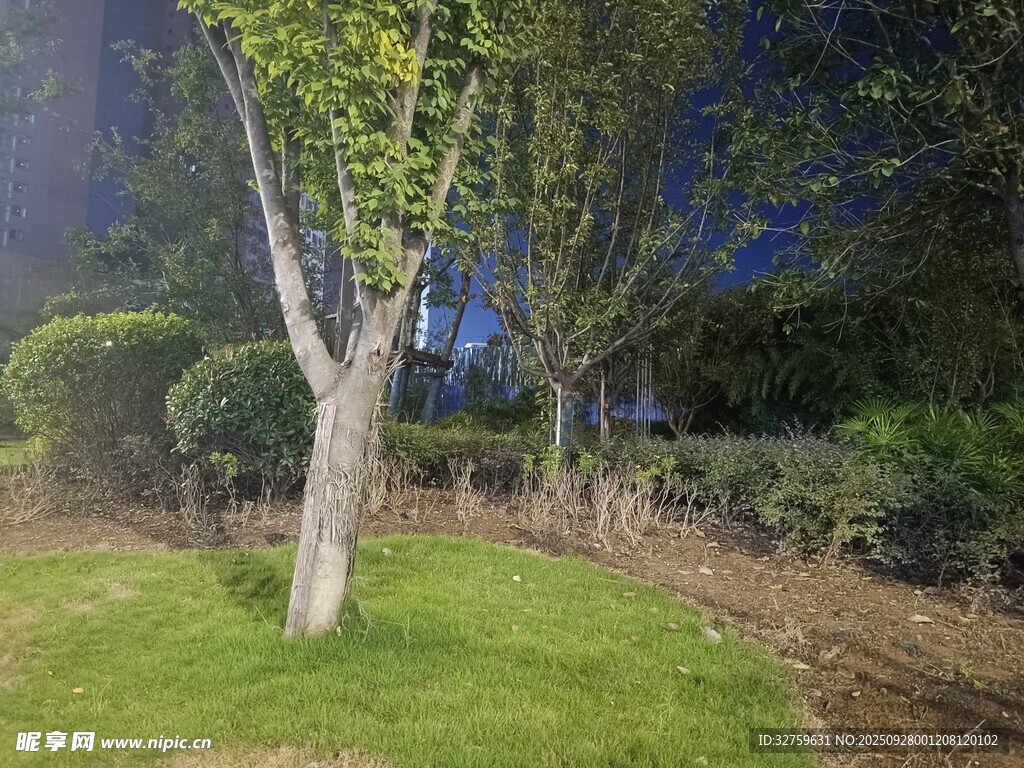 夜晚园林中的孤树景观