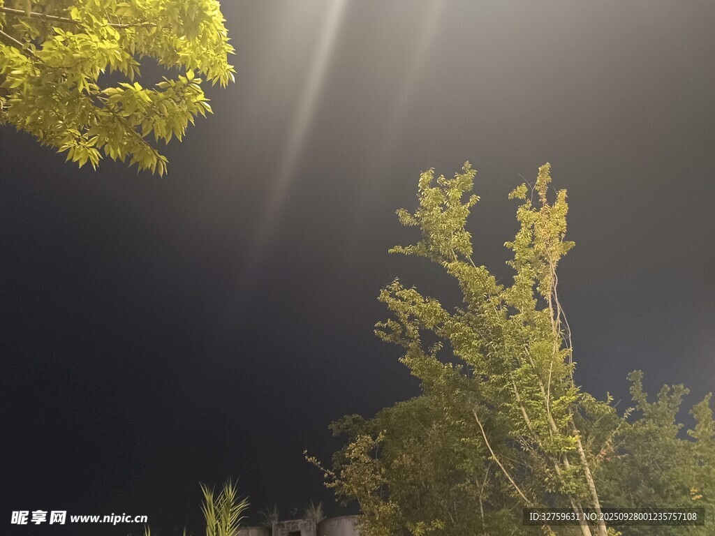 逆光下的葱郁树木