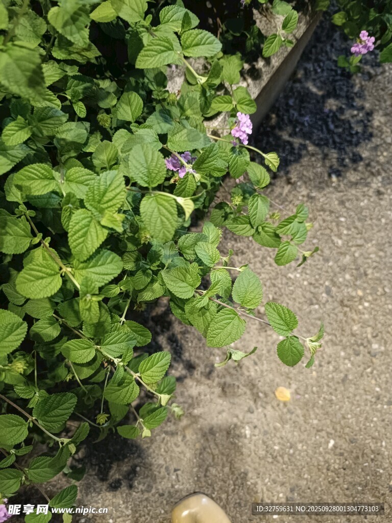 绿叶丛中的紫色小花