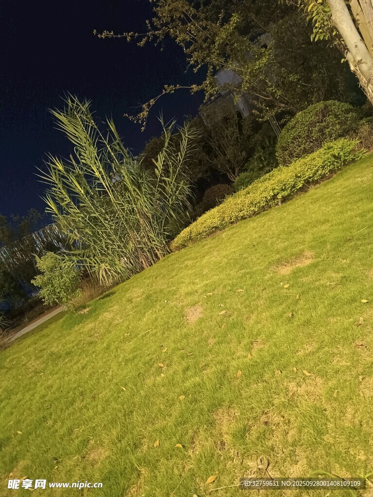 夜晚草坪与树木景观
