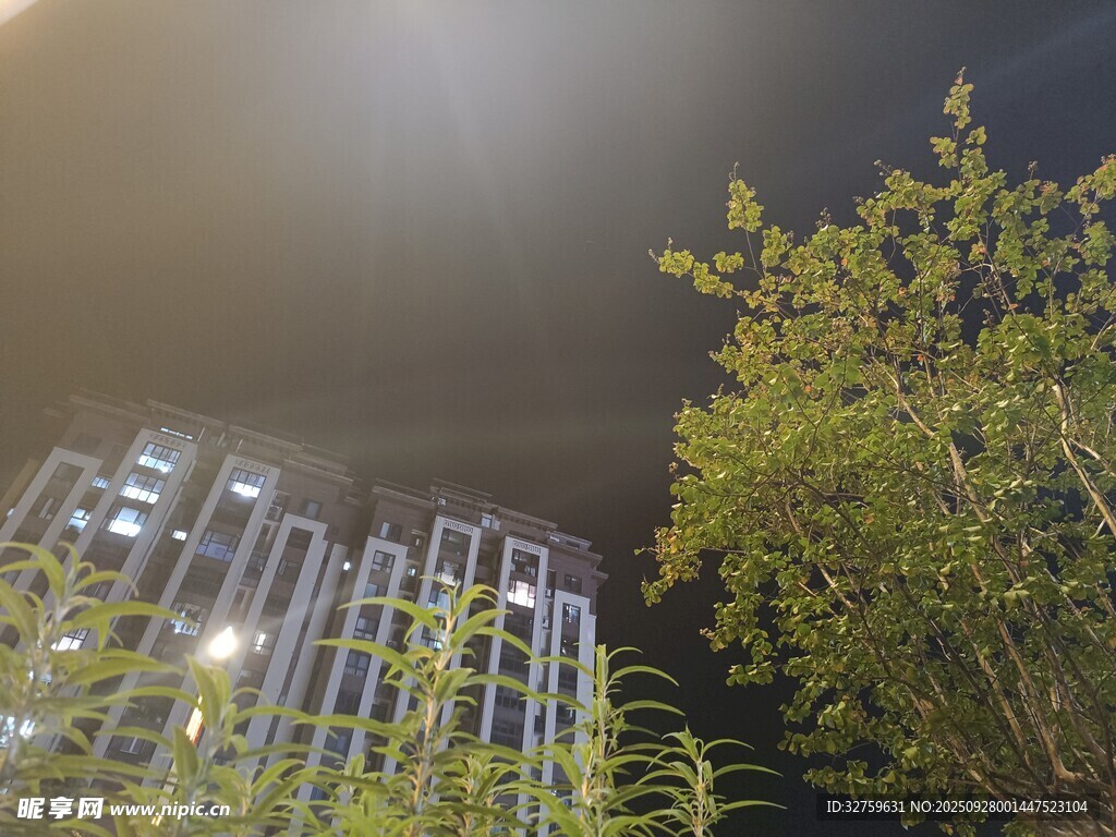 夜幕下的高楼与葱郁树木