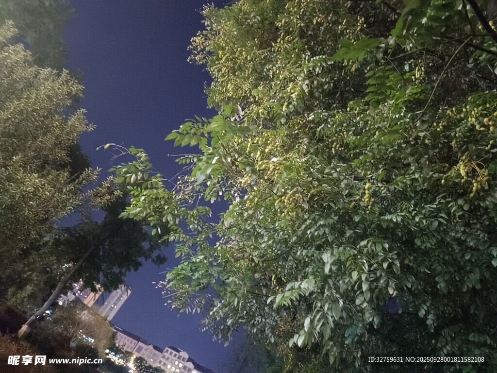 夜幕下的树木与远处建筑